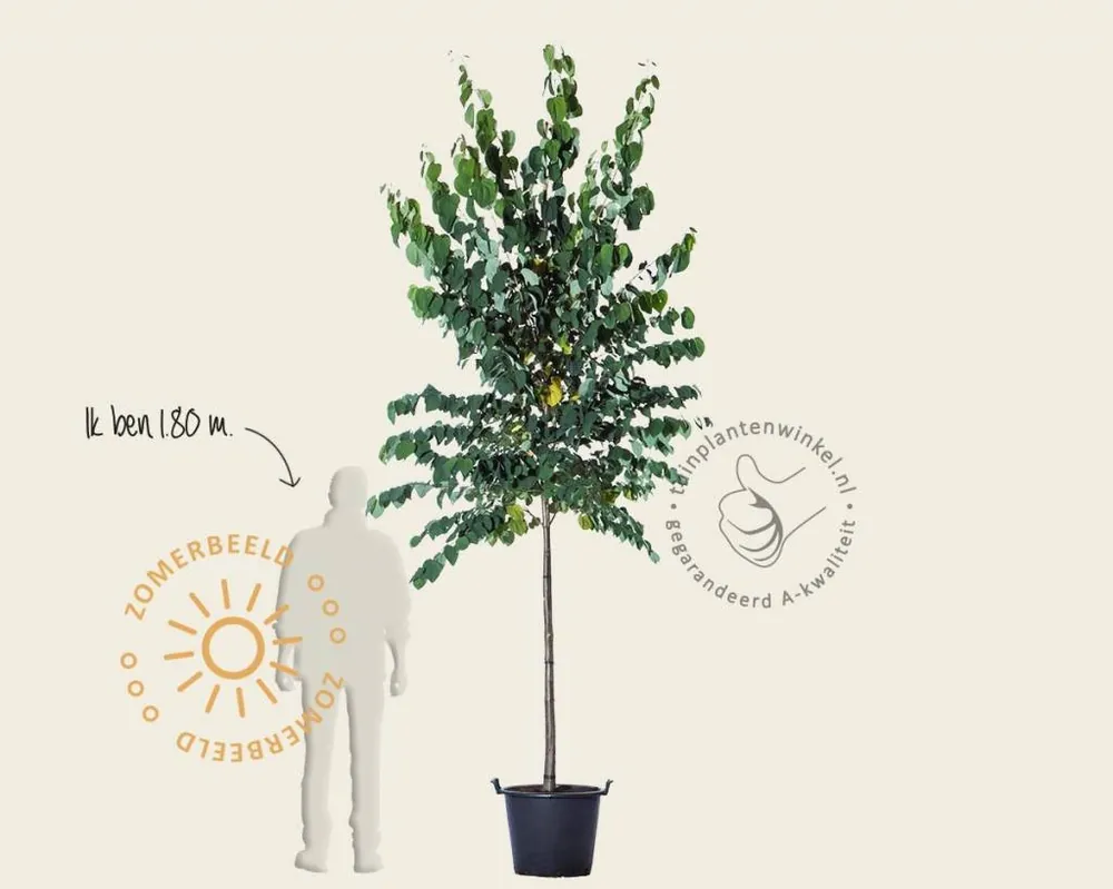 Nieuw product | Cercidiphyllum japonicum - hoogstam