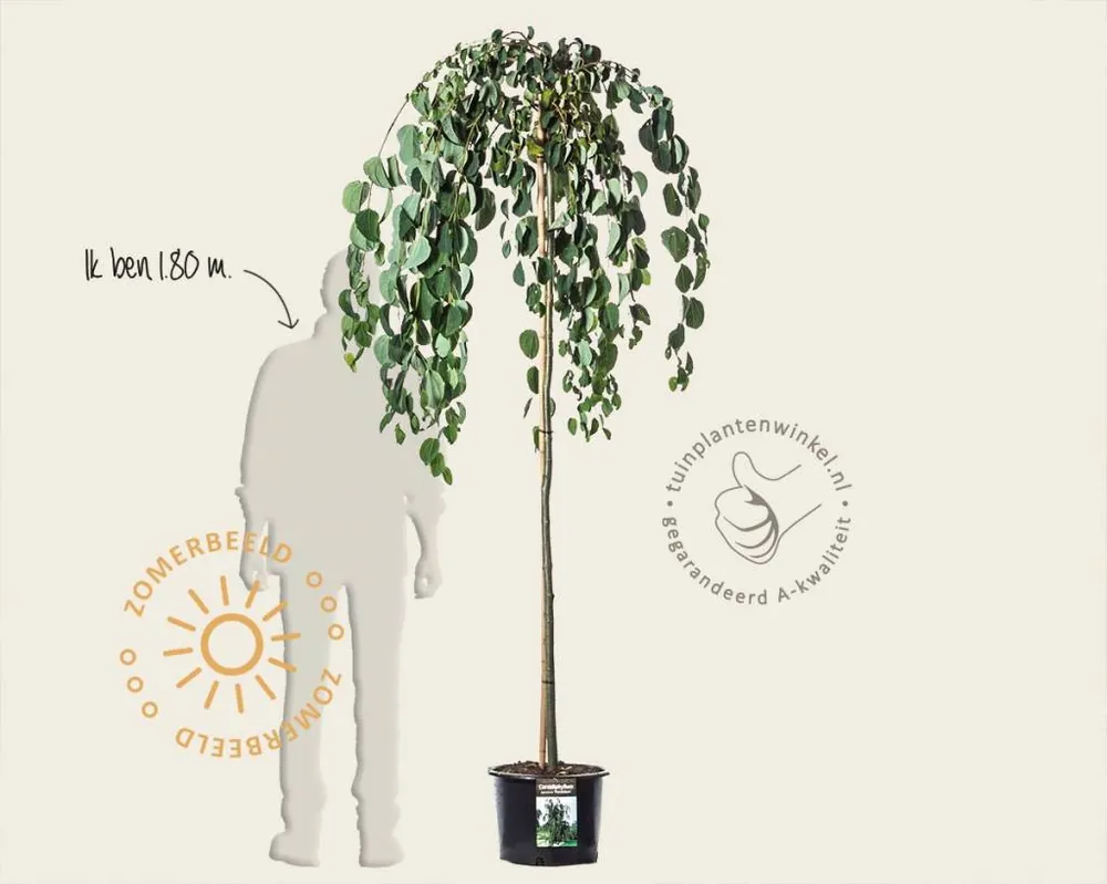 Cercidiphyllum japonicum ‘Pendulum‘ - op stam - Veilig winkelen