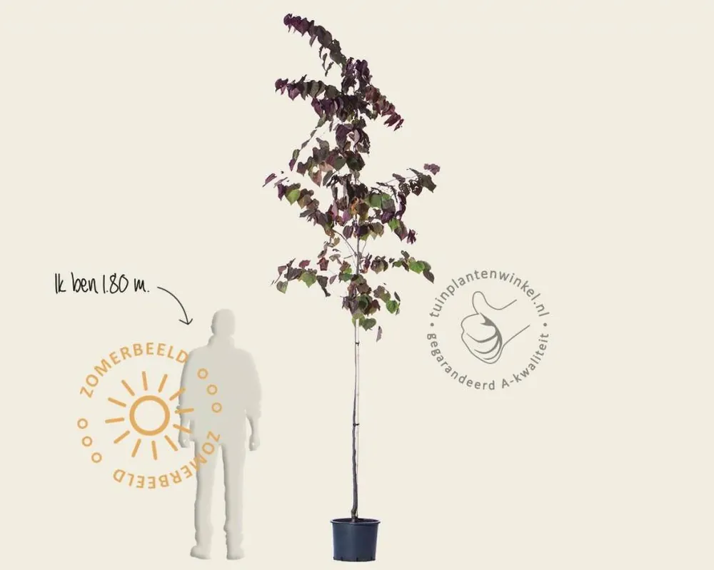Cercis canadensis ‘Forest Pansy‘ | Prijsverlaging