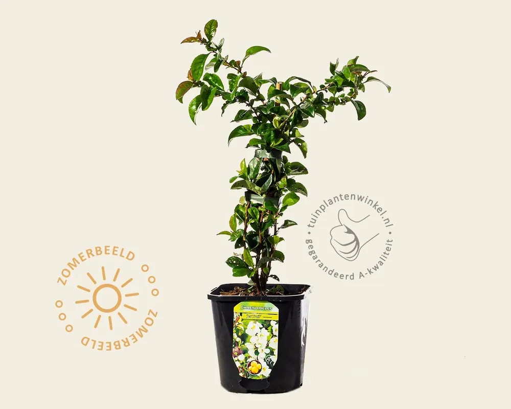 Chaenomeles x superba ‘Jet Trail‘ - Wees er snel bij