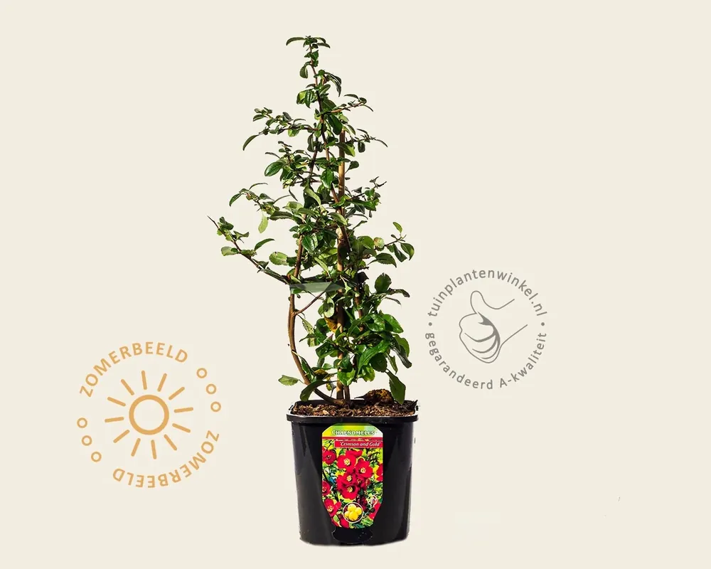 Hoog gewaardeerd | Chaenomeles x superba ‘Crimson and Gold‘