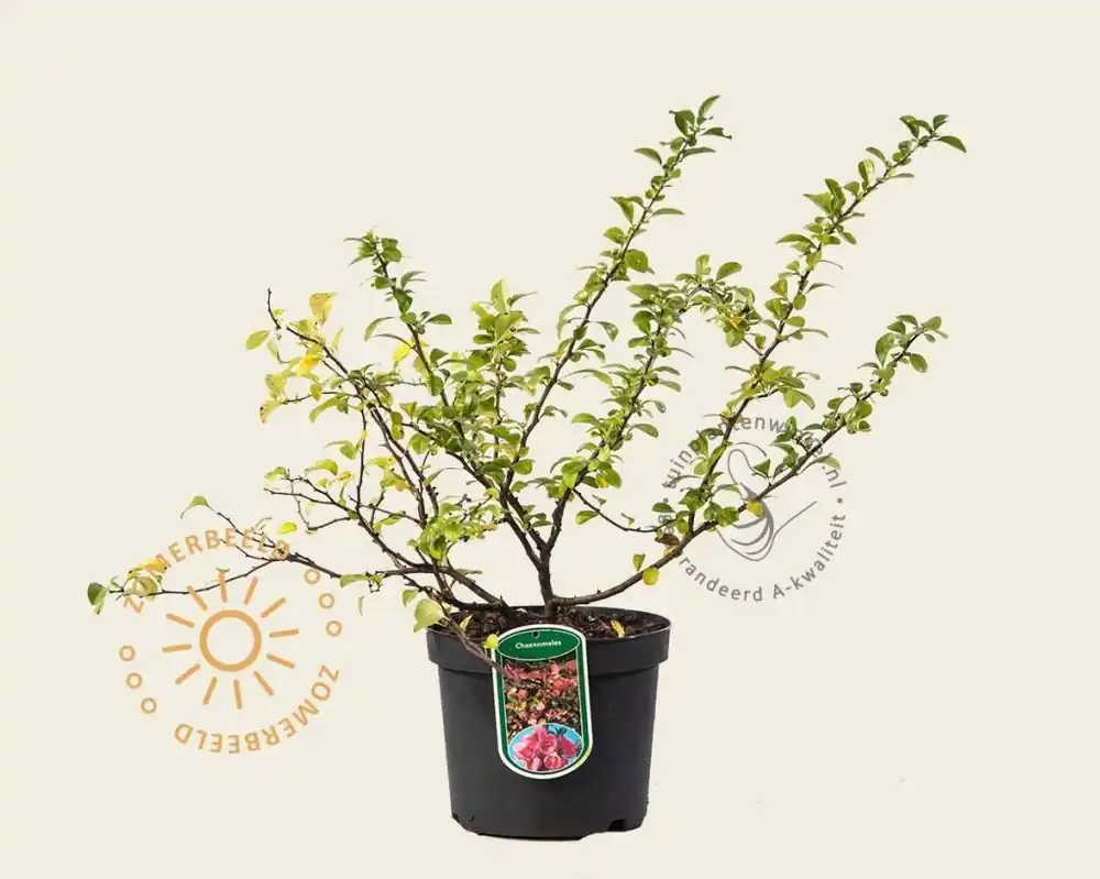 Chaenomeles x superba ‘Pink Lady‘ - Nieuw in de shop