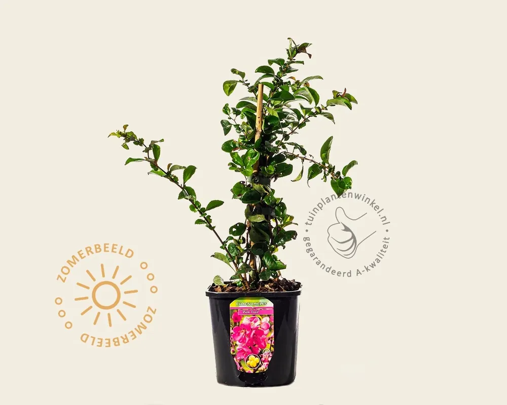 Chaenomeles x superba ‘Pink Trail‘ - Bestseller