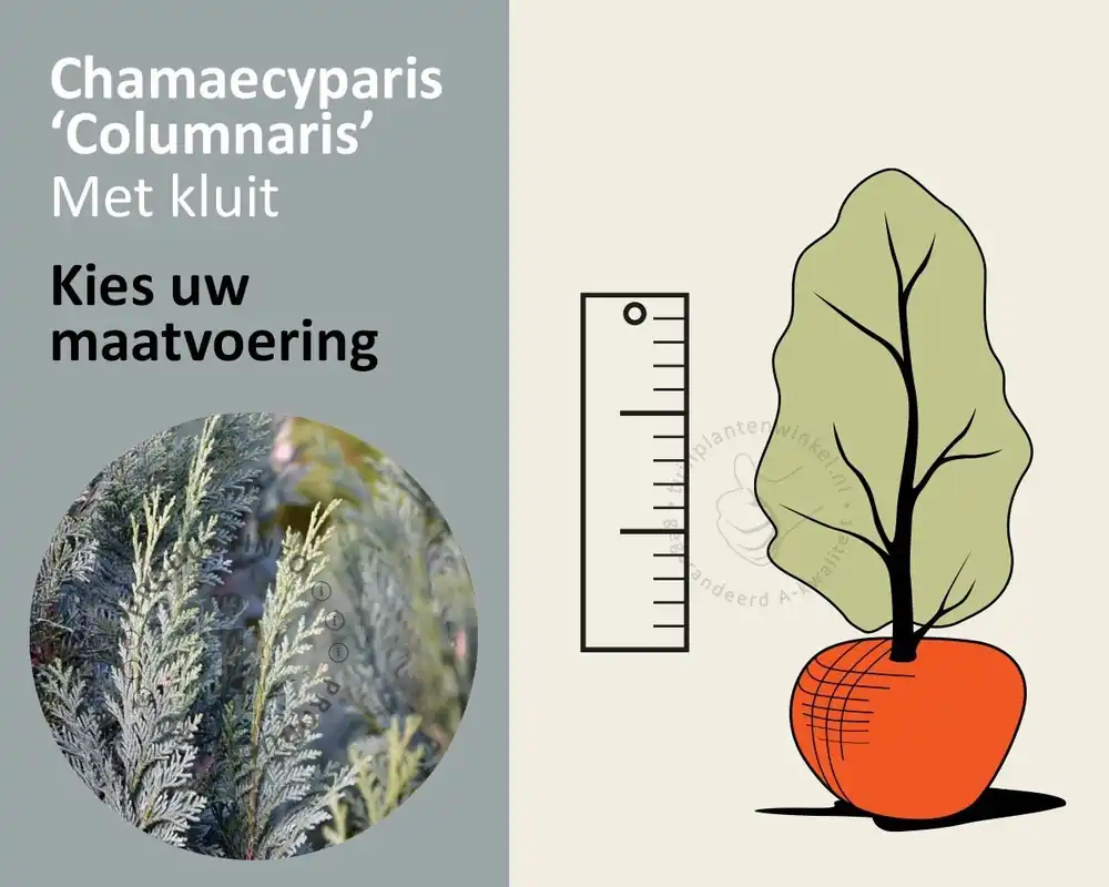 Chamaecyparis lawsoniana ‘Columnaris‘ - kluit - Tijdelijke aanbieding