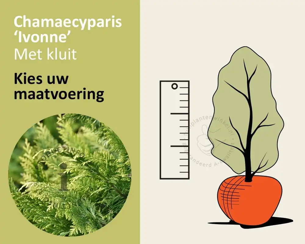 Actie | Chamaecyparis lawsoniana ‘Ivonne‘ - kluit