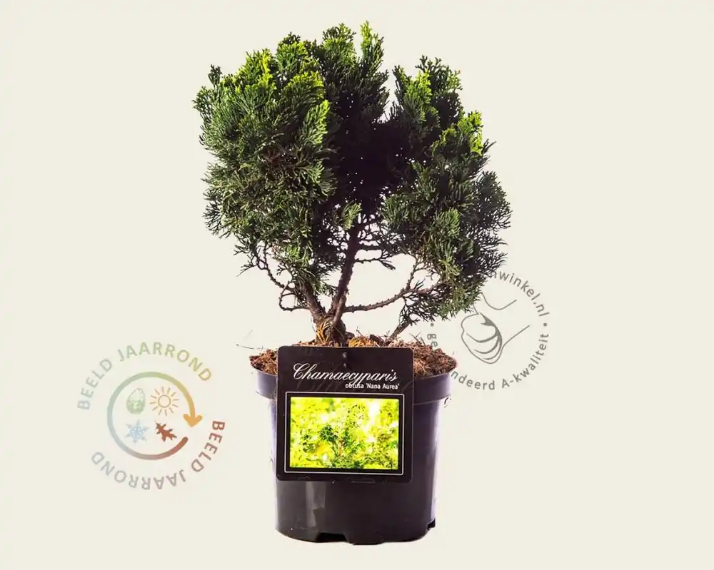 Chamaecyparis obtusa ‘Nana Aurea‘ 20/25 | Veel gevraagd
