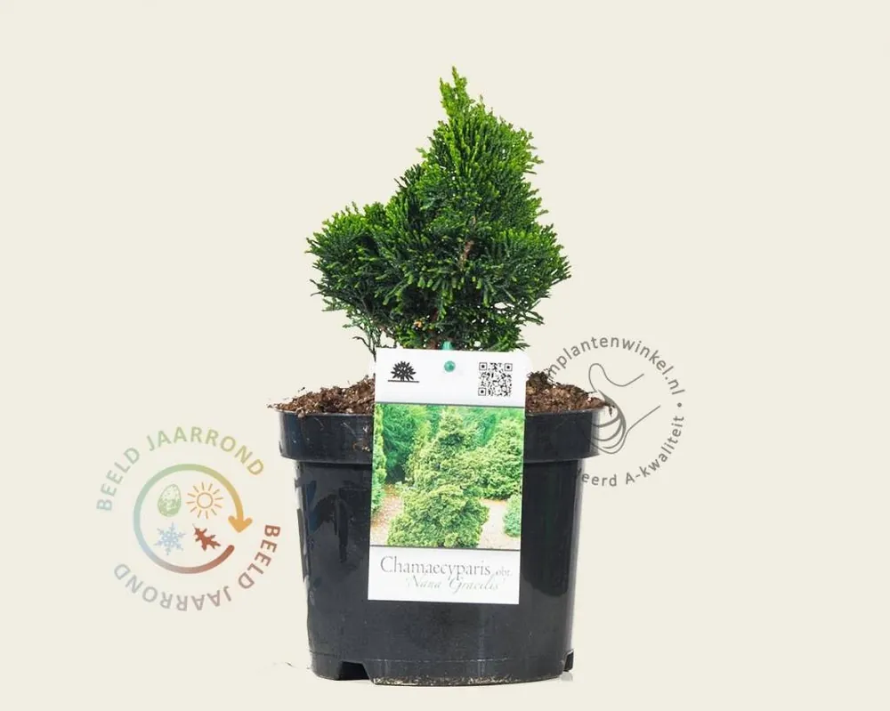 Fabrieksprijs | Chamaecyparis obtusa ‘Nana Gracilis‘