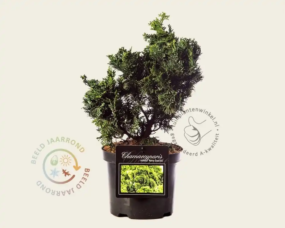 Bijna uitverkocht - Chamaecyparis obtusa ‘Nana Gracilis‘ 20/25