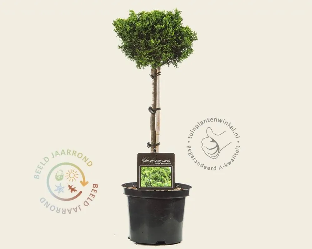 Chamaecyparis obtusa ‘Nana Gracilis‘ - 40 cm stam | Net binnen
