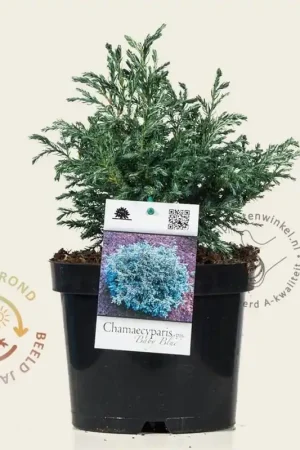 Zojuist toegevoegd | Chamaecyparis pisifera ‘Baby Blue‘