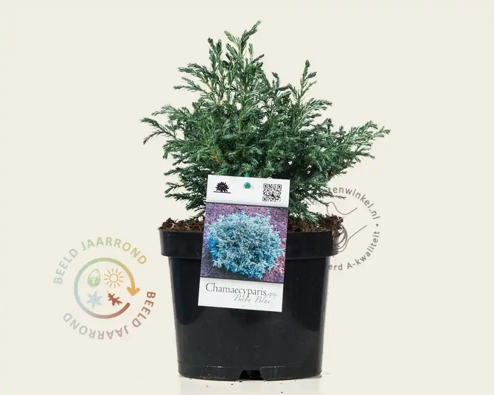 Zojuist toegevoegd | Chamaecyparis pisifera ‘Baby Blue‘