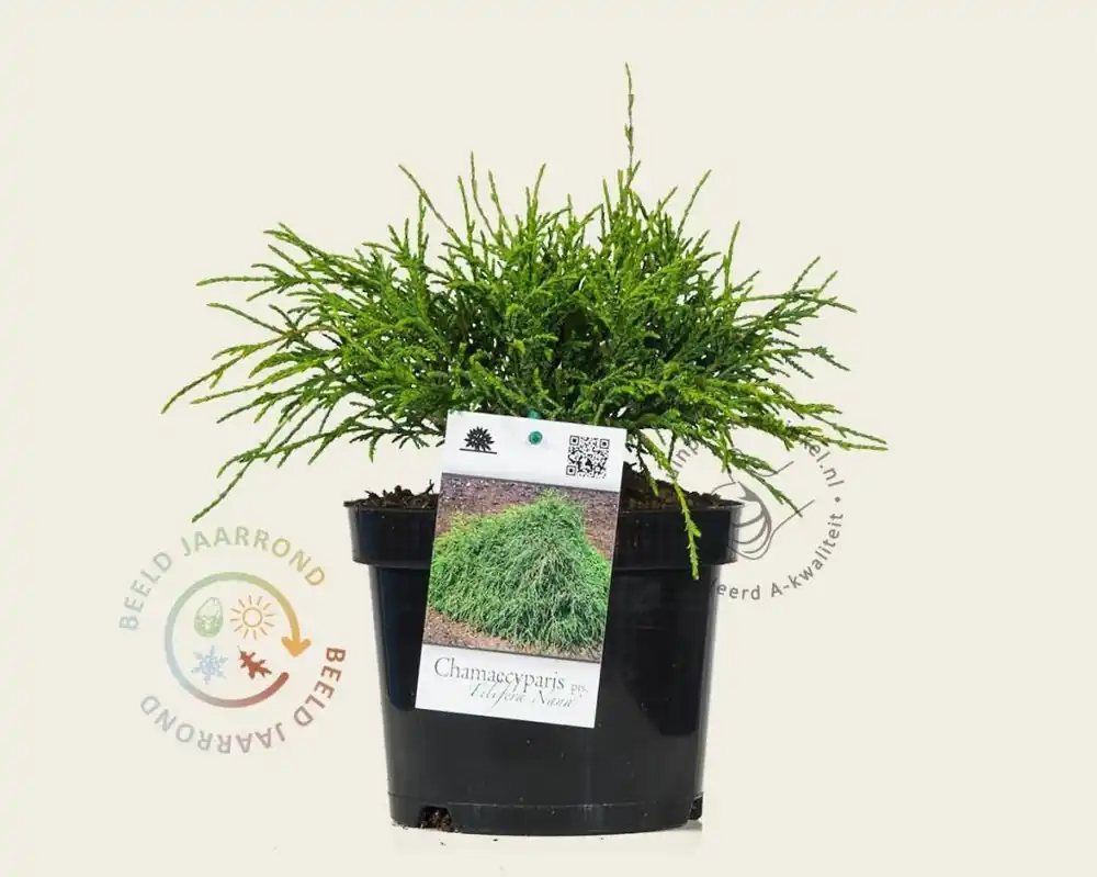 Scherpe prijs | Chamaecyparis pisifera ‘Filifera Nana‘