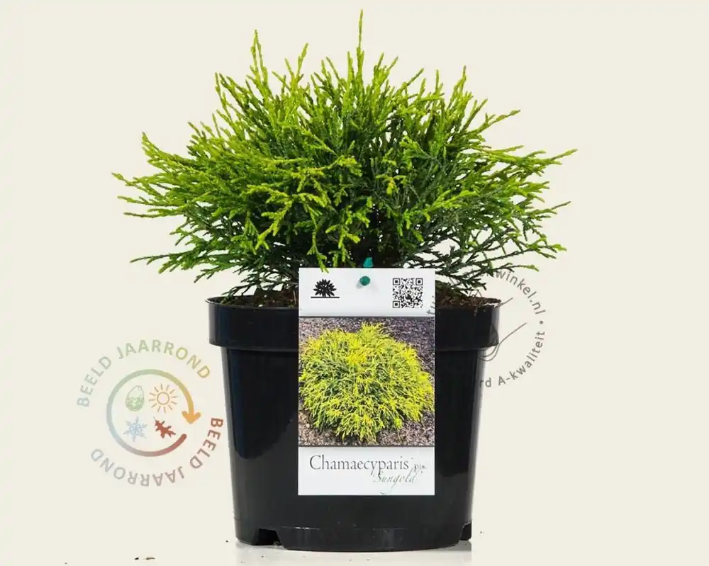 Zeer goed beoordeeld - Chamaecyparis pisifera ‘Sungold‘