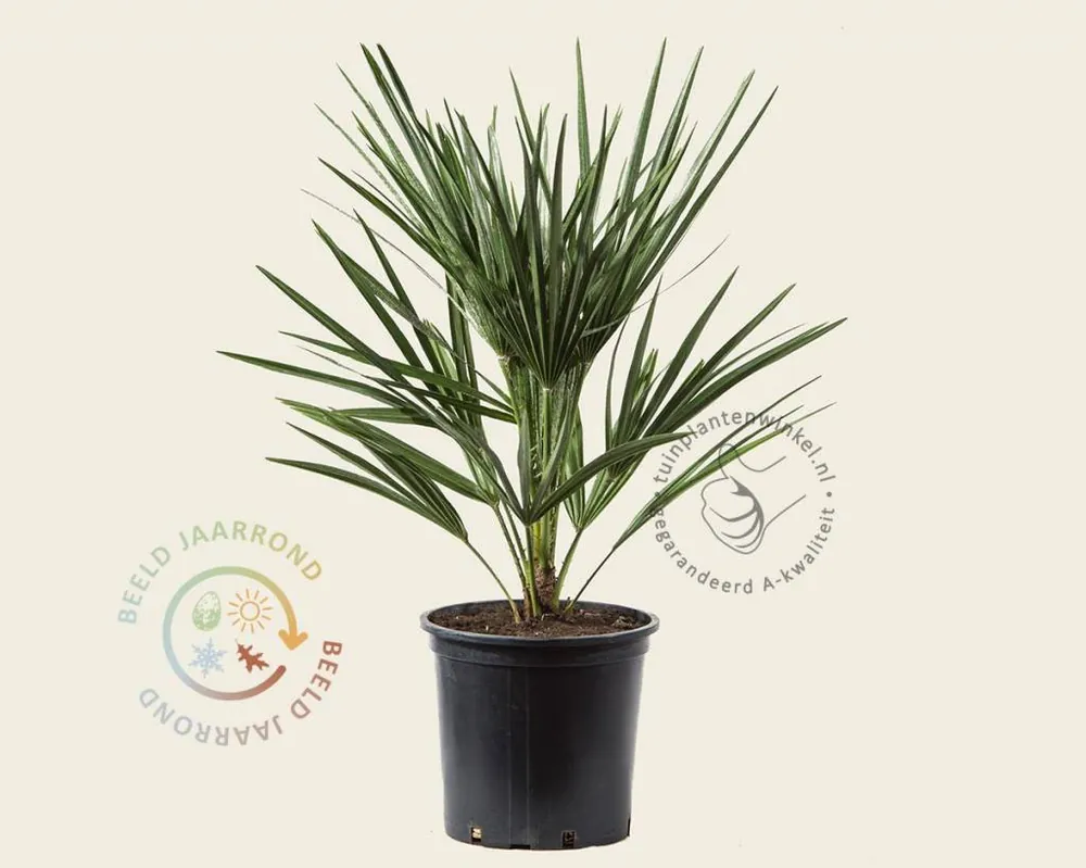 Veel gevraagd - Chamaerops humilis