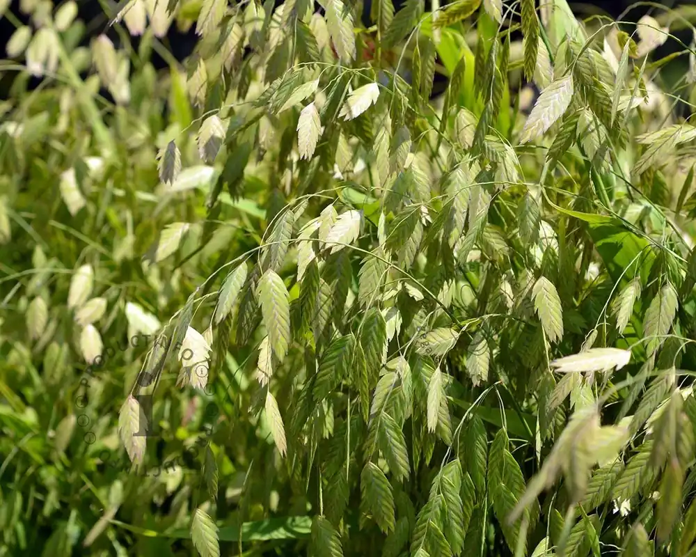 Chasmanthium latifolium - Nieuw gelanceerd