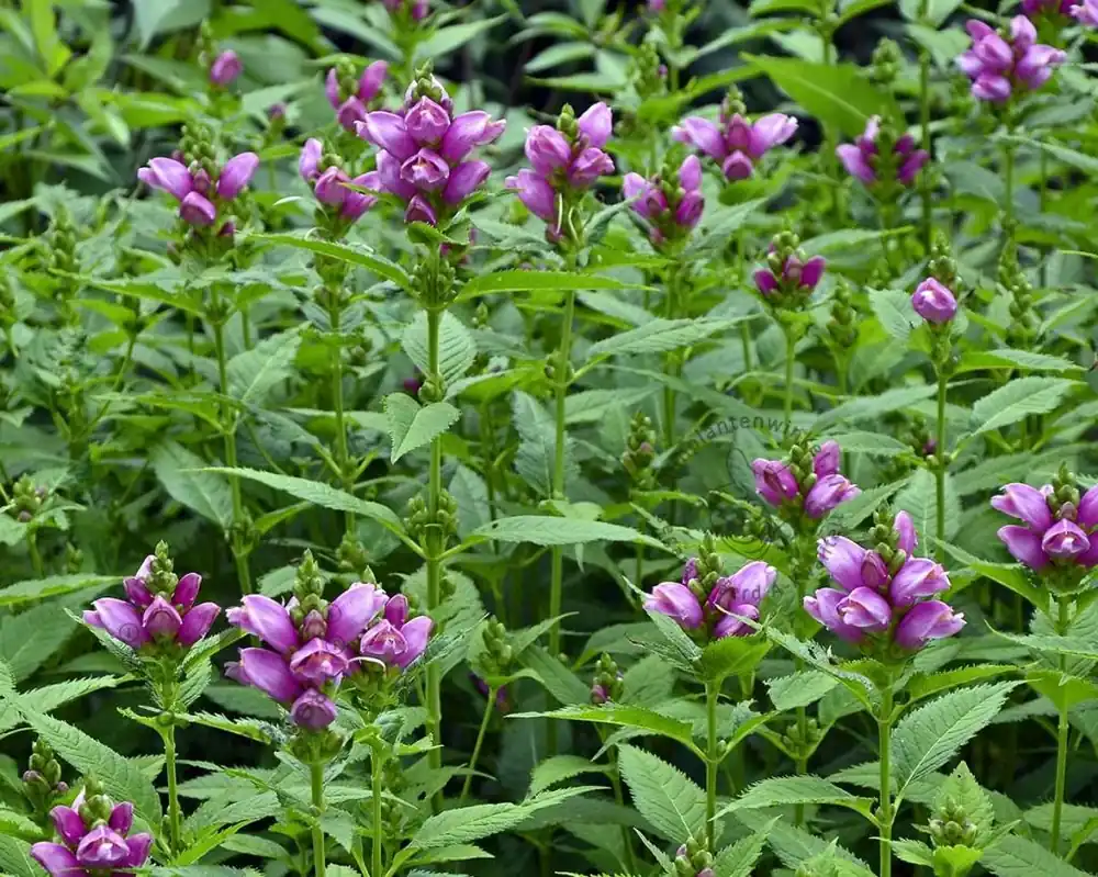 Veilig betalen | Chelone obliqua