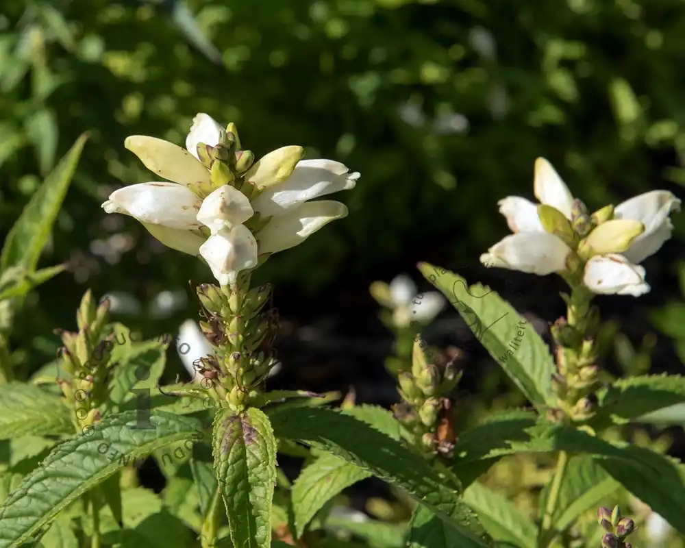 Chelone obliqua ‘Alba‘ | Korting