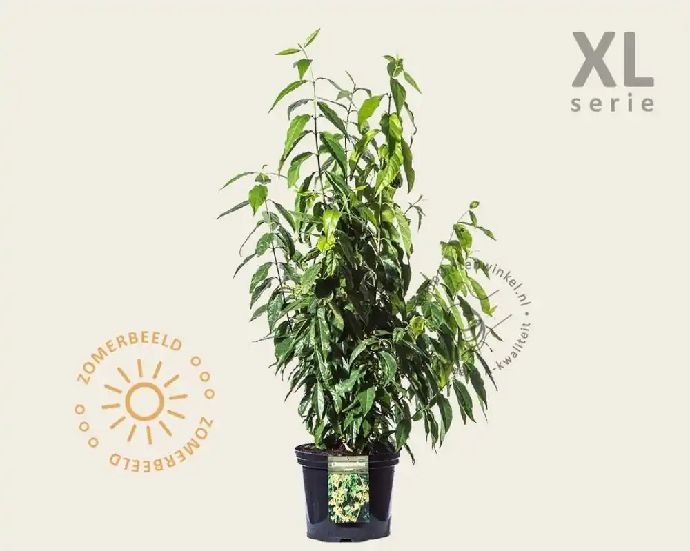 Chimonanthus praecox - XL | Nieuw in de shop