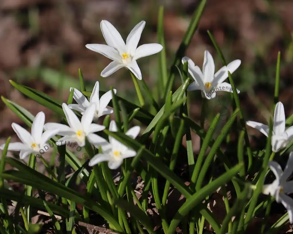 Scherpe prijs - Chionodoxa luciliae ‘Alba‘