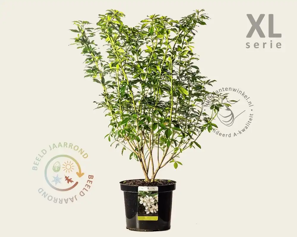 Choisya ternata - XL - Scherp geprijsd