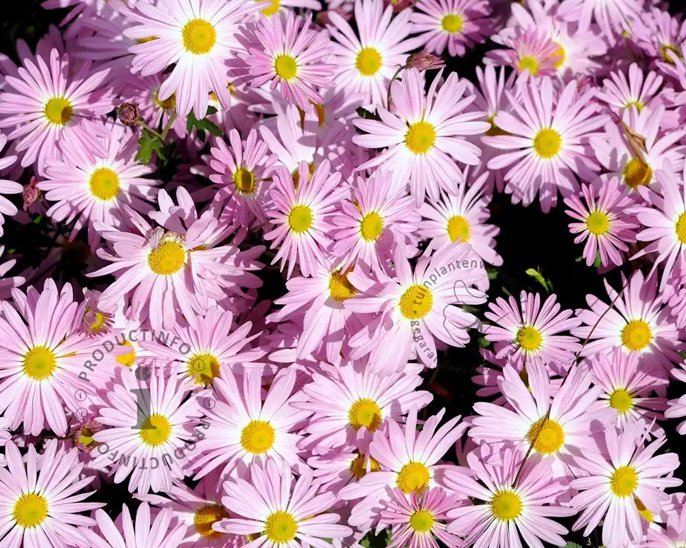 Chrysanthemum ‘Clara Curtis‘ | Direct leverbaar
