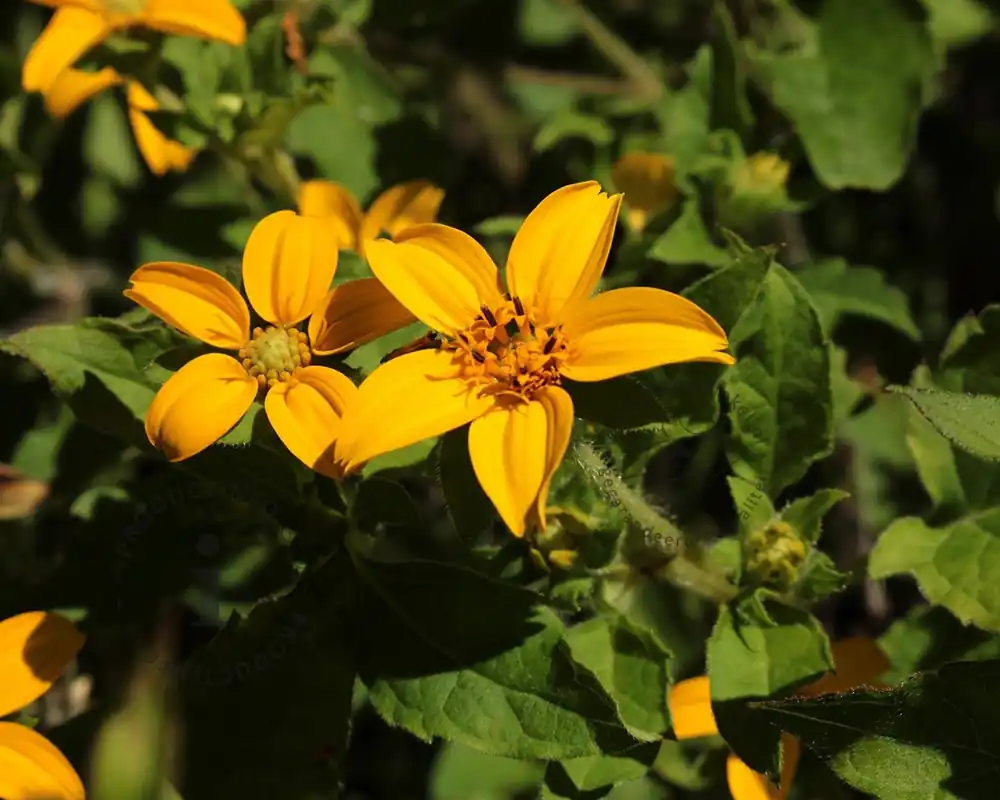 Net binnen - Chrysogonum virginianum