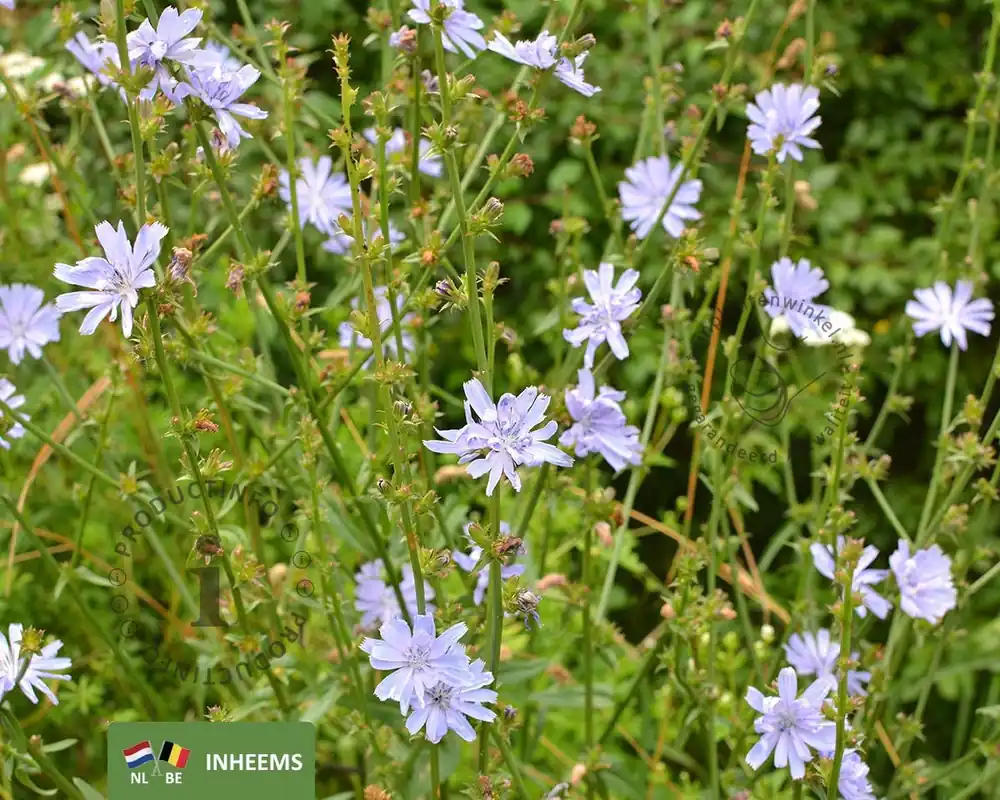 Veel voordeel - Cichorium intybus