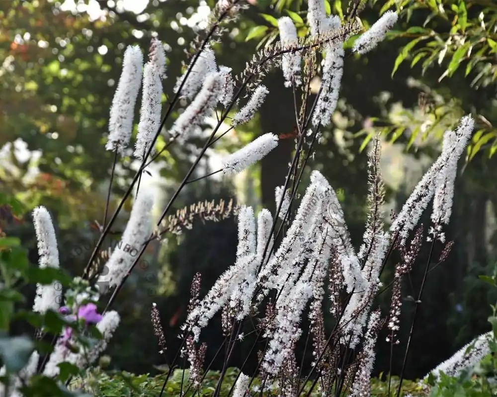 Korting - Cimicifuga ramosa ‘Atropurpurea‘