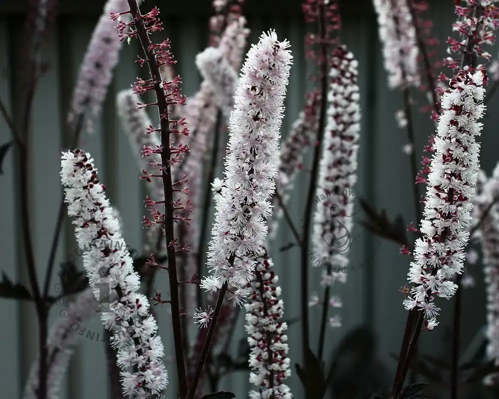 Zeer goed beoordeeld | Cimicifuga ramosa ‘Brunette‘