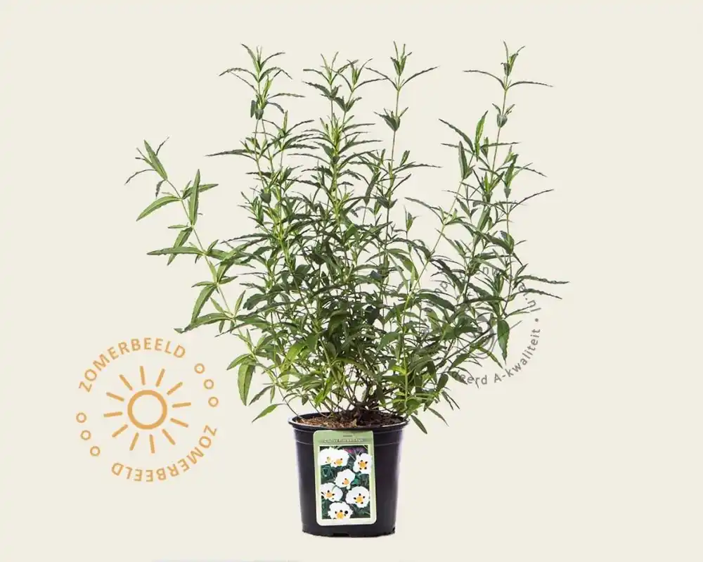 Cistus florentinus | Nu kopen