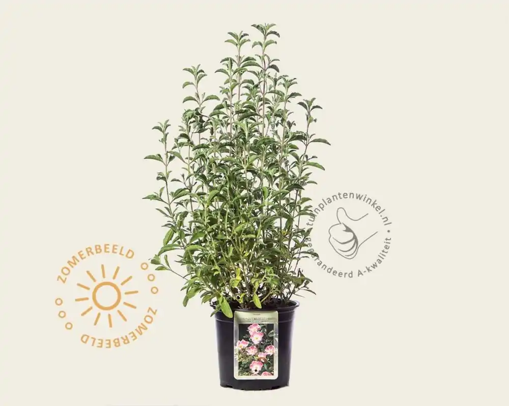 Cistus incanus creticus - Actie