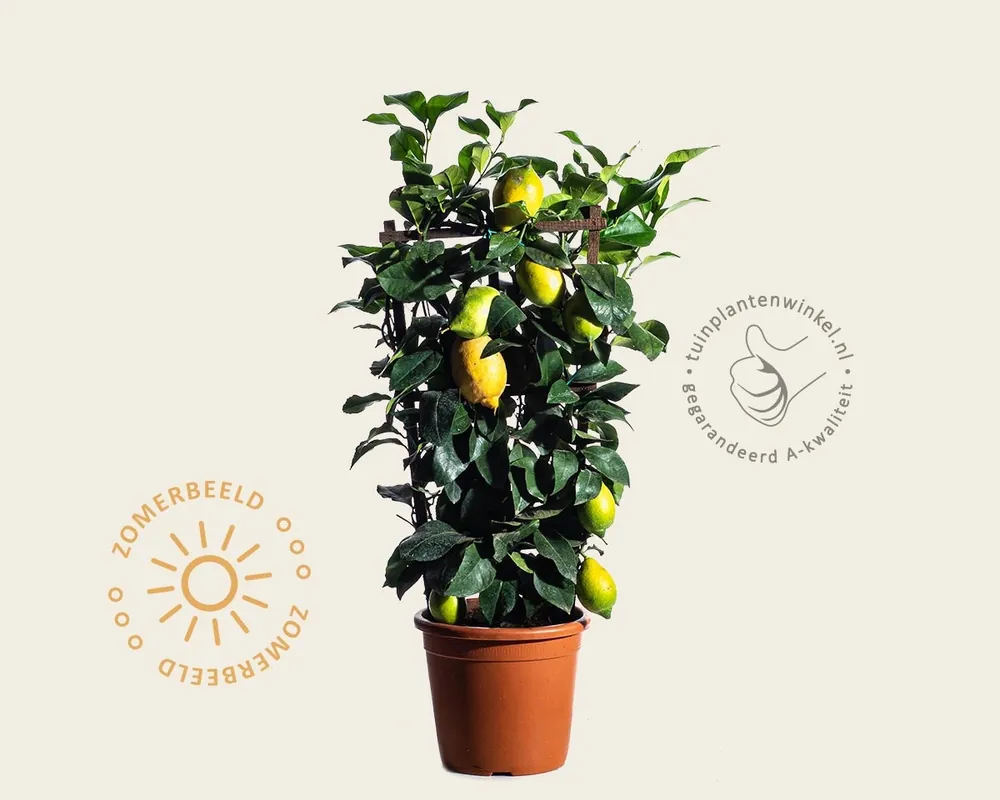 Veilige betaling | Citrus limon - in rek