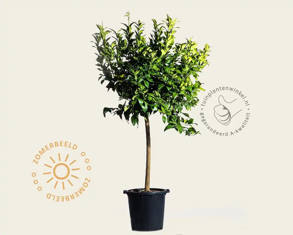 Citrus limon ‘Rosso‘ - halfstam - Zojuist toegevoegd