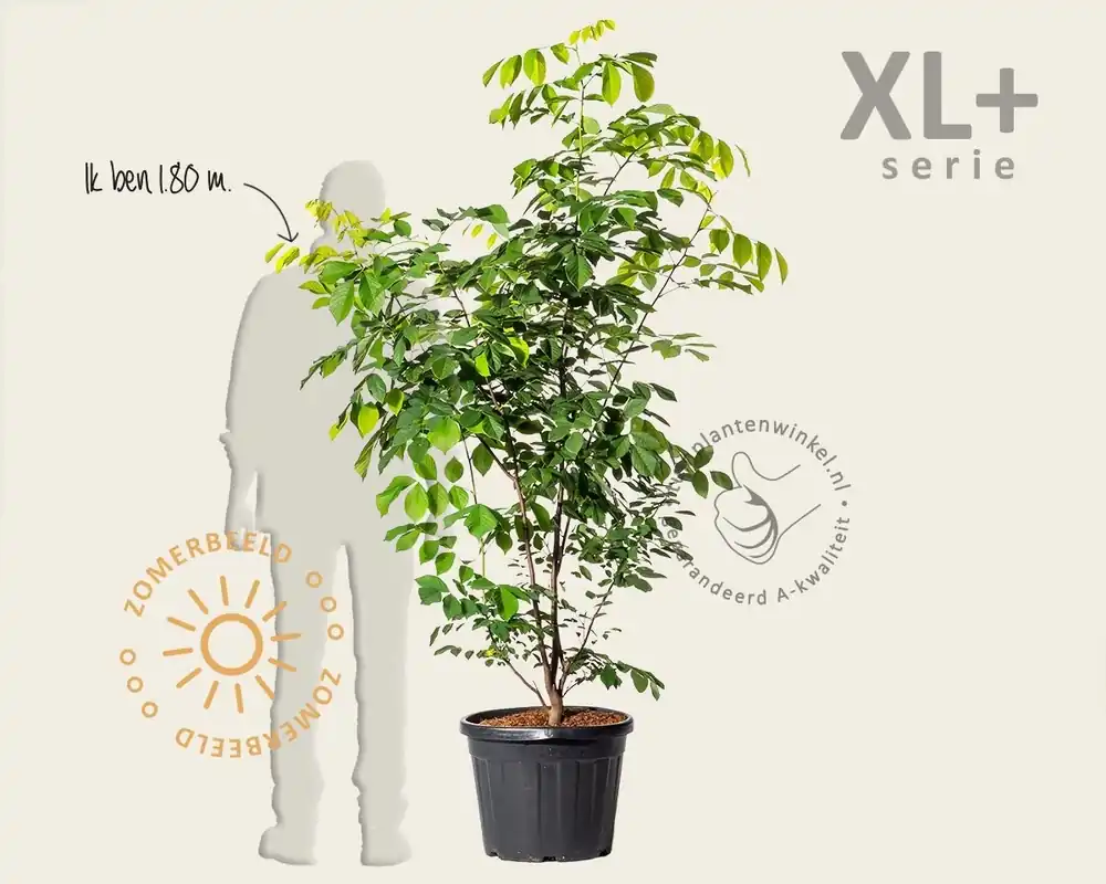 Cladrastis kentukea - XL+ | Net binnen