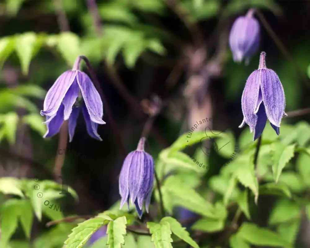 Veel voordeel | Clematis alpina