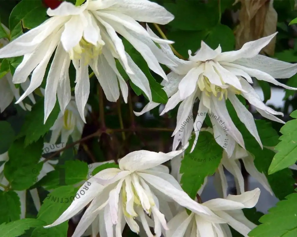Makkelijk bestellen | Clematis alpina ‘Albina Plena‘