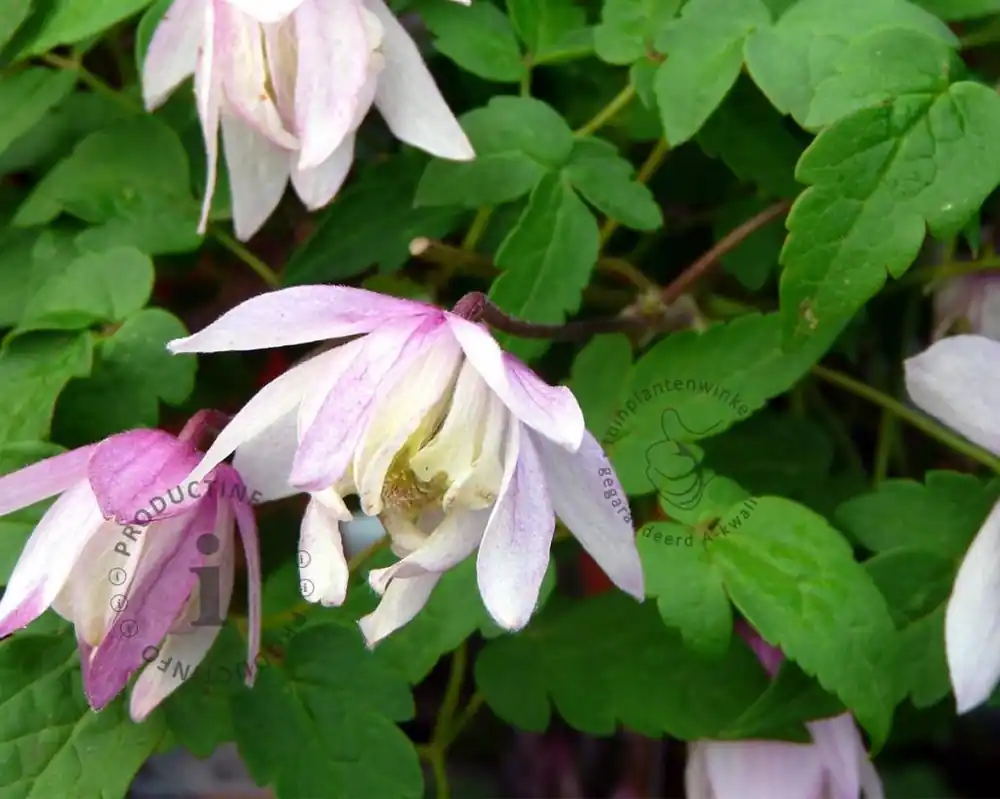 Clematis alpina ‘Pink Flamingo‘ | Meest verkocht