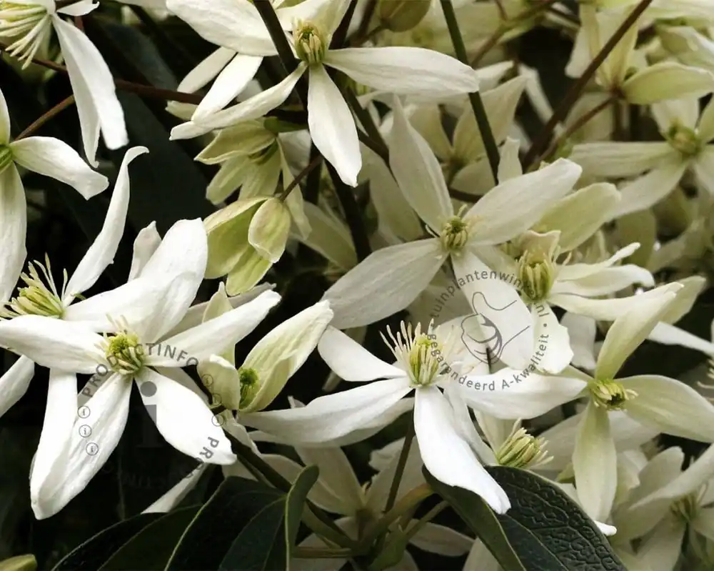 Speciale aanbieding - Clematis armandii
