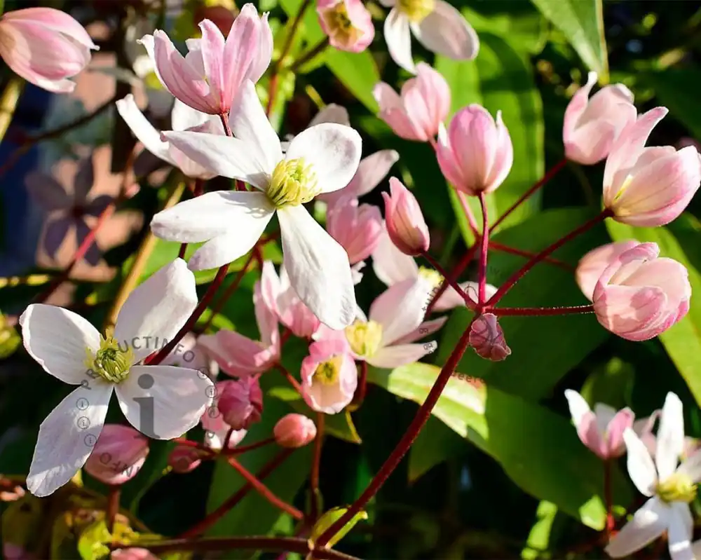 Clematis armandii ‘Hendersonii Rubra‘ | Verlaagde prijs