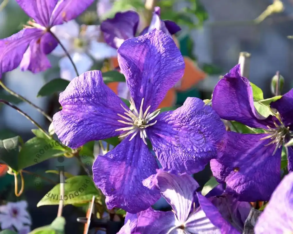 Direct van de fabrikant - Clematis ‘Jackmanii‘
