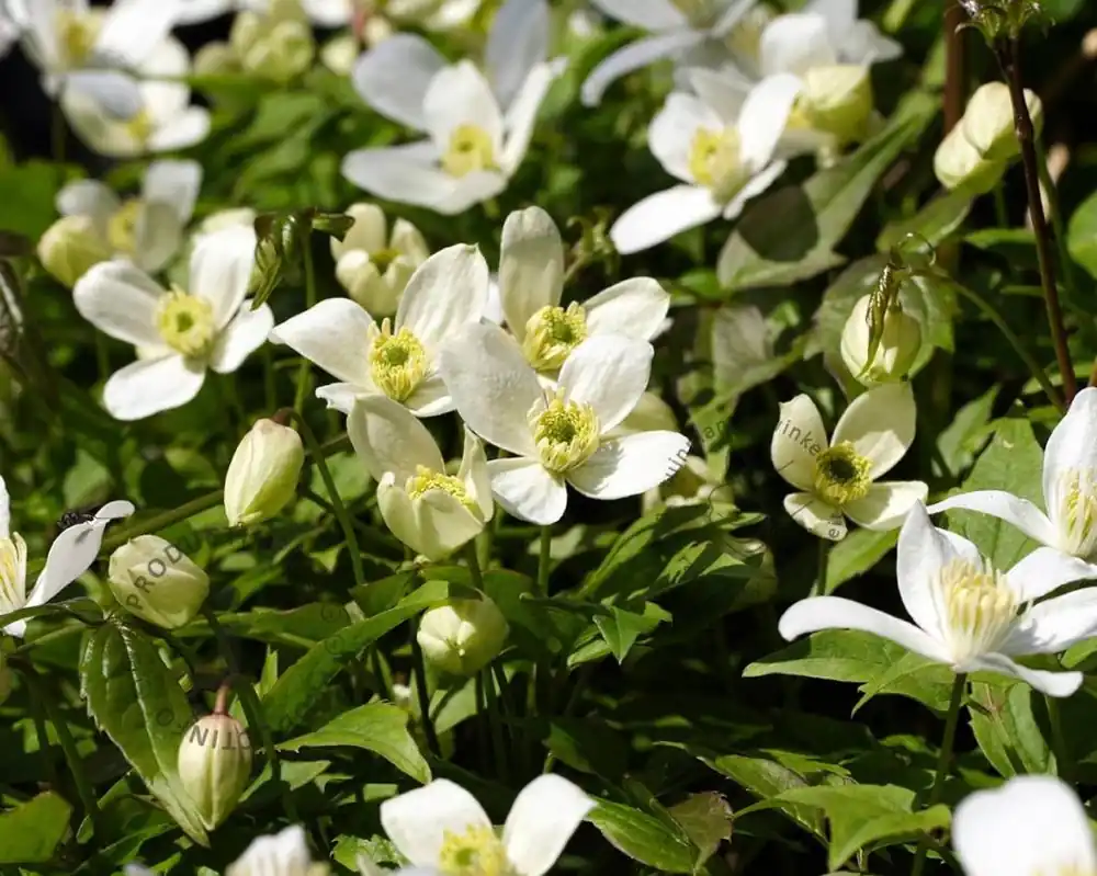 Bestelbaar | Clematis montana ‘Grandiflora‘