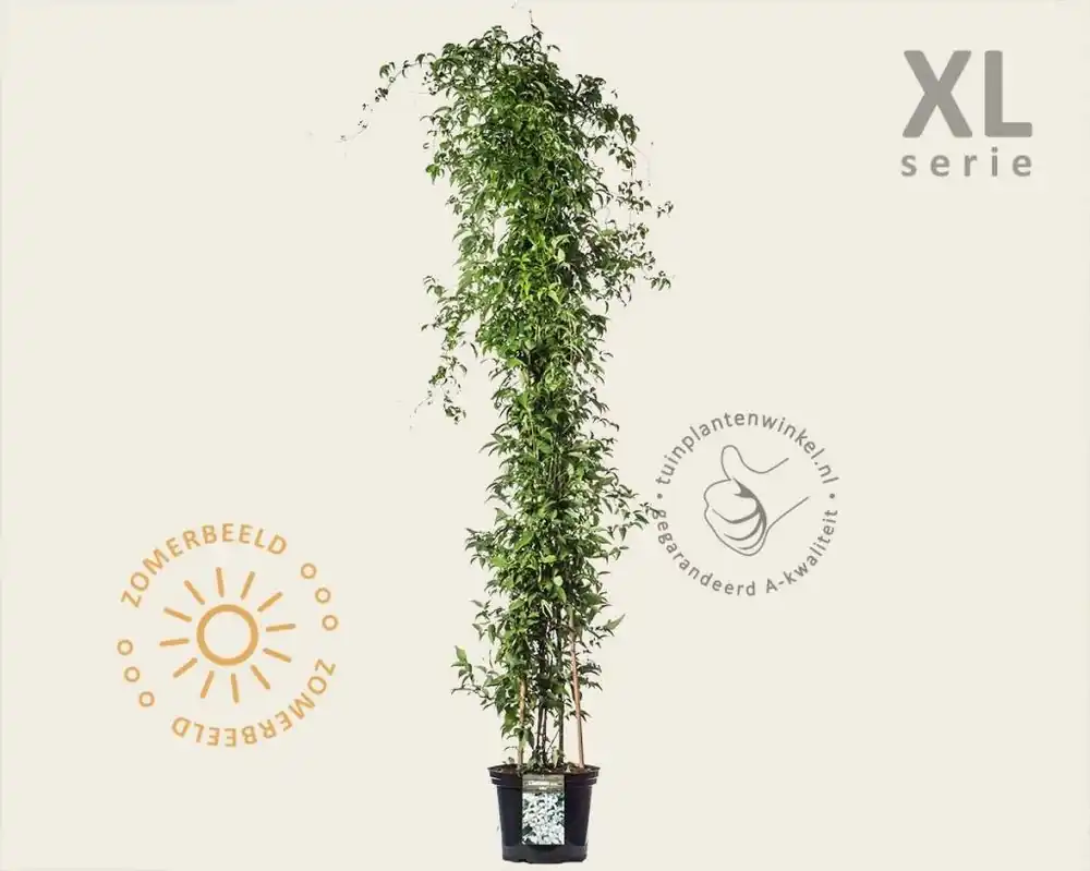Clematis montana ‘Grandiflora‘ - XL - Direct bestellen