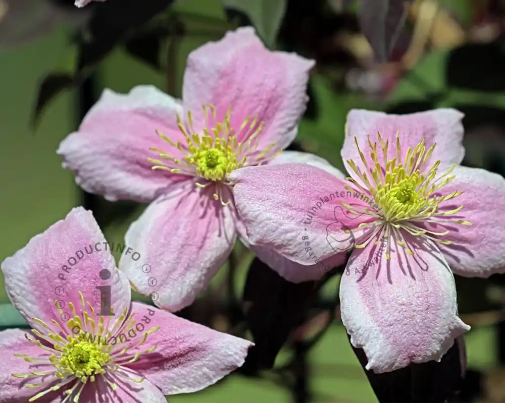 Verlaagde prijs | Clematis montana ‘Mayleen‘