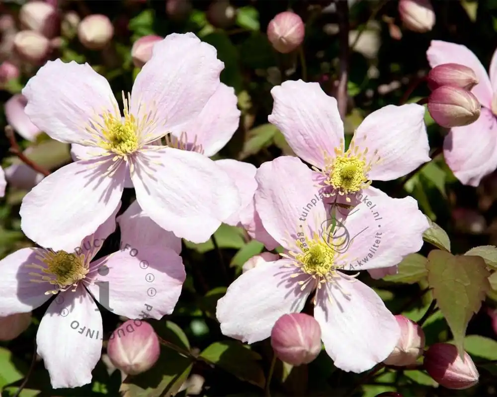 Rechtstreeks uit de fabriek - Clematis montana ‘Rubens‘