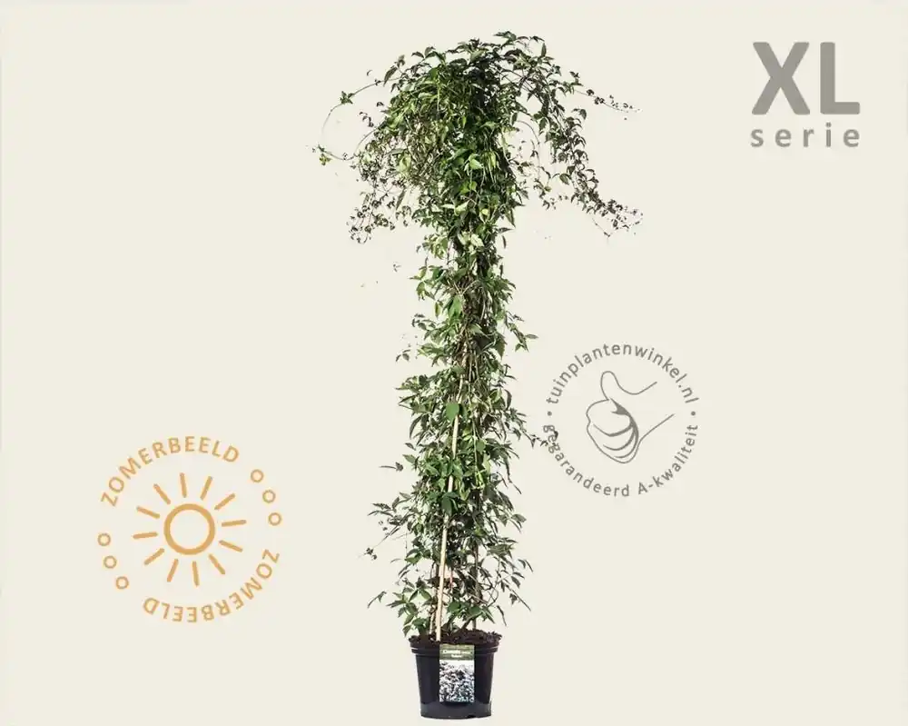 Clematis montana ‘Rubens‘ - XL - Online bestellen