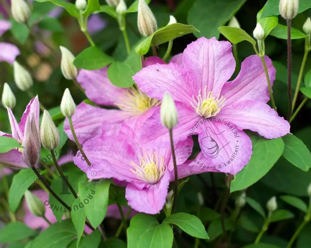 Tijdelijke actie | Clematis patens ‘Comtesse de Bouchaud‘