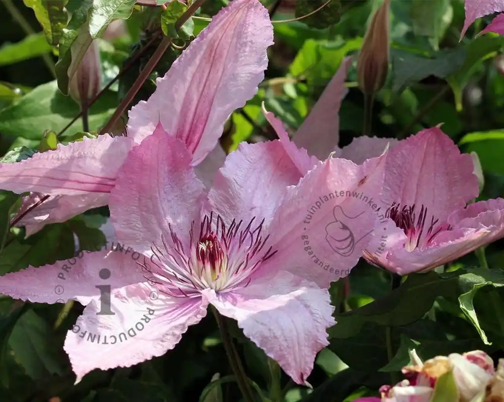 Clematis patens ‘Hagley Hybrid‘ | Korting