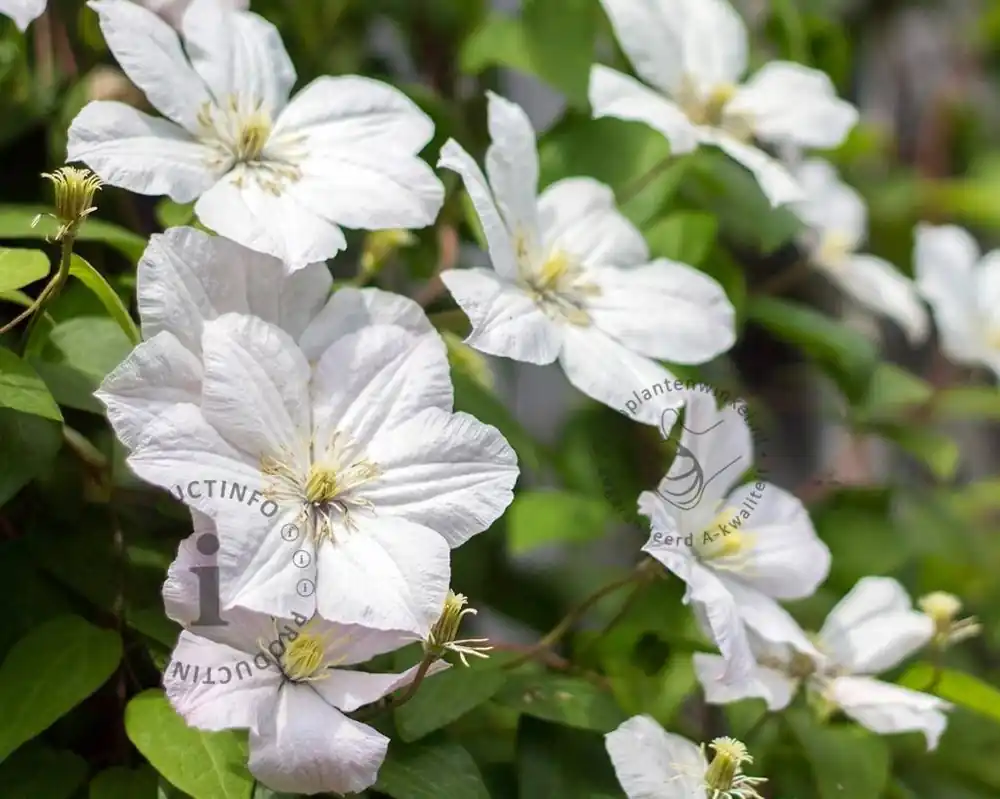Clematis patens ‘Madame le Coultre‘ - Trending