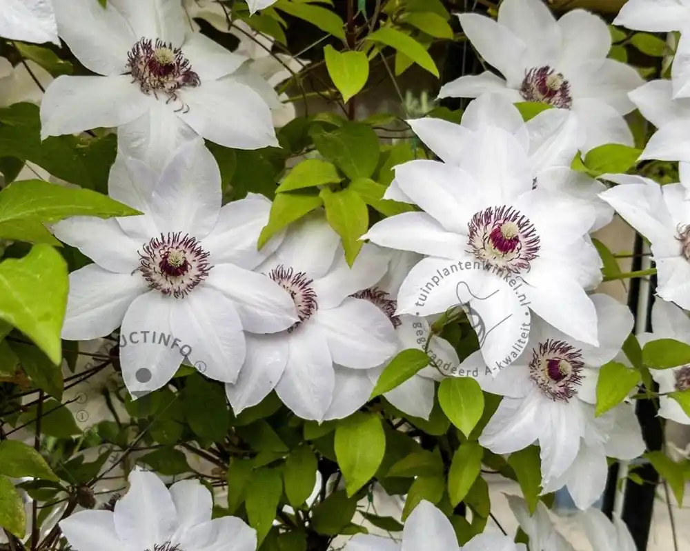 Erg populair - Clematis patens ‘Miss Bateman‘