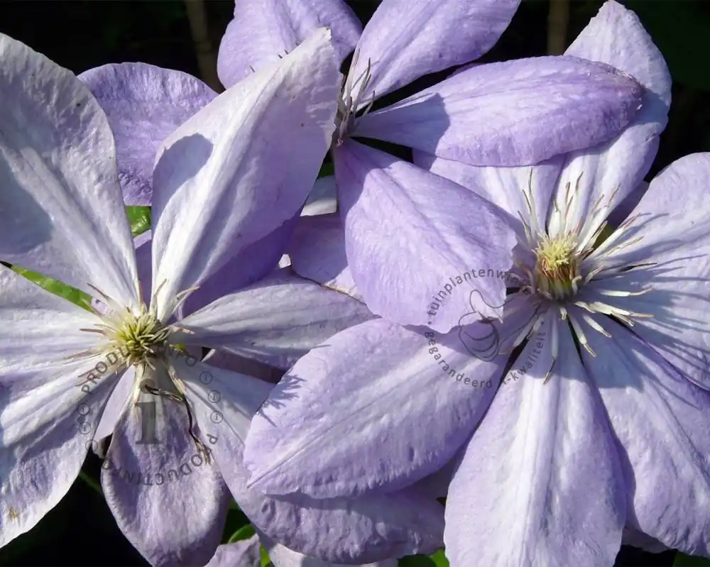 Clematis patens ‘Mrs Cholmondeley‘ - Actie loopt bijna af